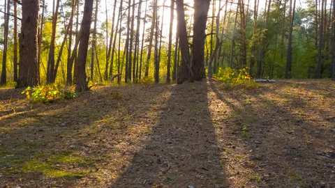 Autumn forest at the sunset Video stock 142230860