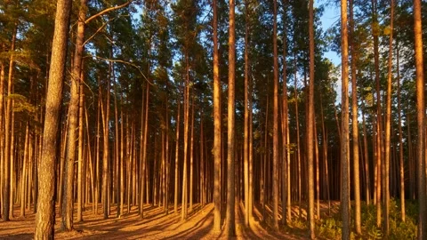 Autumn Forest At Sunset 스톡 동영상 213224864