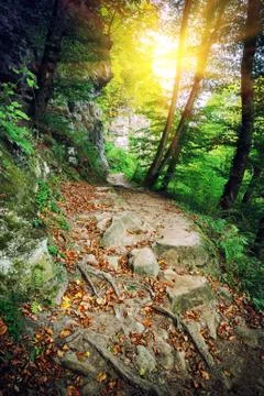 Autumn forest at sunset Stock Photos