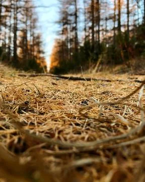 Autumn forest at sunset Stock Photos