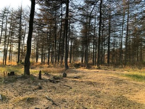 Autumn forest at sunset Stock Photos
