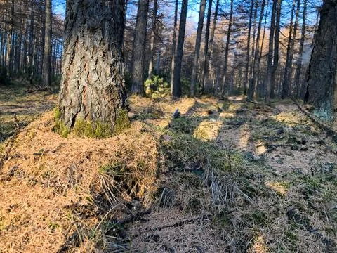 Autumn forest at sunset Stock Photos