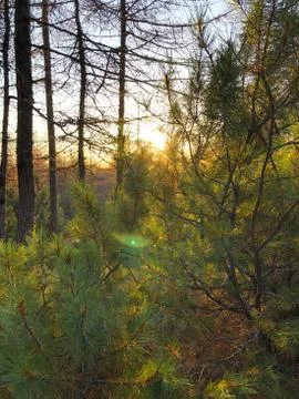 Autumn forest at sunset Stock Photos