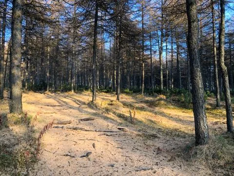 Autumn forest at sunset Stock Photos