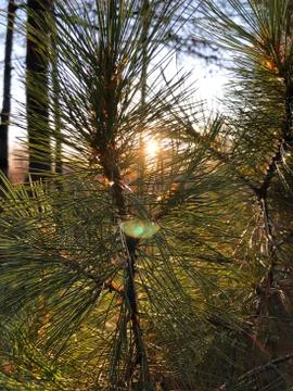 Autumn forest at sunset Stock Photos