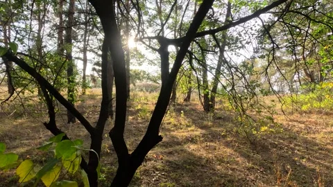 Autumn forest at sunset. walk through the autumn forest. beautiful evening .. Stock Footage 252295287