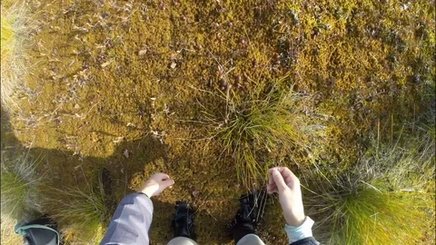 Autumn . Forest. The swamp. The process of collecting cranberries. Stock Footage 82931926