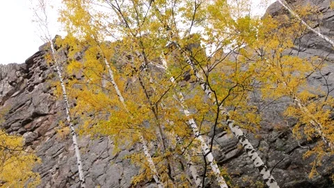 Autumn forest in the taiga. Stock Footage 313147854