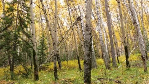 Autumn forest in the taiga. Video stock 313148342