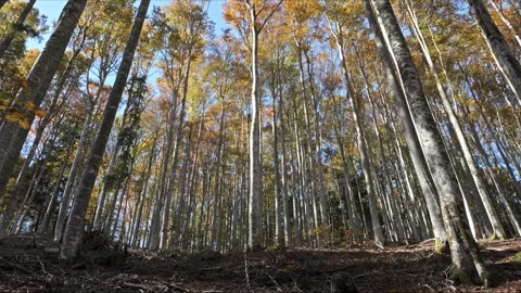 Autumn forest with tall beech trees, upward parallax motion, 4K 動画素材 320155018