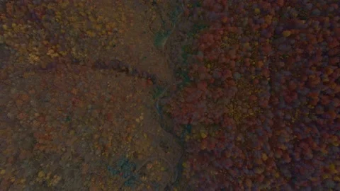 Autumn forest. Texture. Drone video Stock Footage 165165040