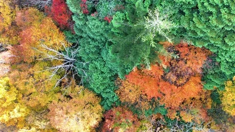 Autumn Forest Texture | Top Down View | Nature - 4K Aerial Video Stock Footage 329053157