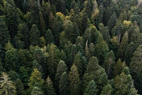 Autumn forest texture top view Stock Photos