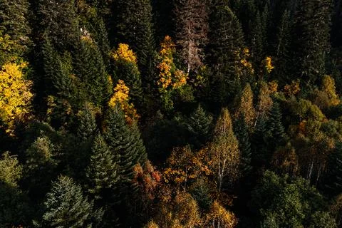 Autumn forest texture top view Stock Photos