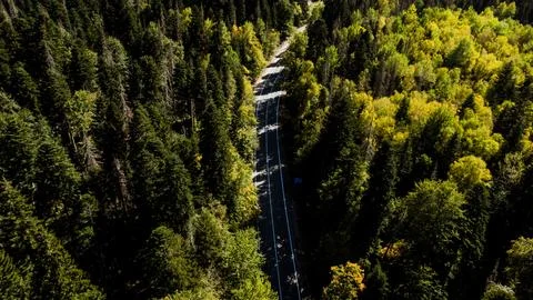 Autumn forest texture top view Stock Photos