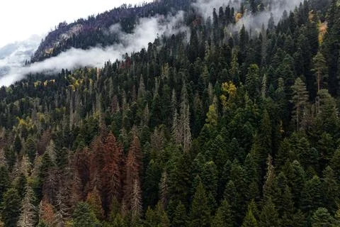 Autumn forest texture top view Stock Photos