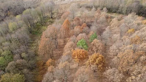 Autumn Forest texture. Wood  background. Stock Footage 221192177