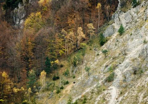 Autumn forest textures - deforestation in the mountains Stock Photos