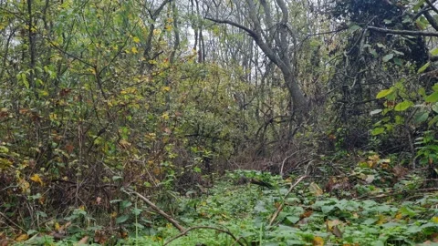 Autumn forest thicket with dense branches and foliage in static view Stock Footage 322056024