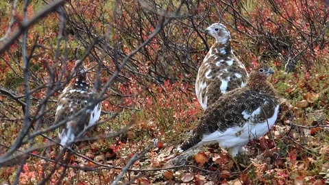 The autumn forest. Three big fat partridges hiding under the bushes. Stock Footage 76102111