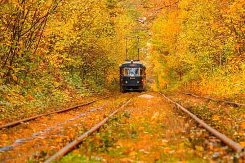 Autumn forest through which an old tram rides (Ukraine) Stock Photos