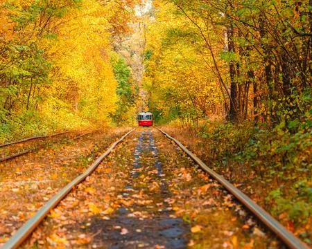 Autumn forest through which an old tram rides (Ukraine) Stock Photos