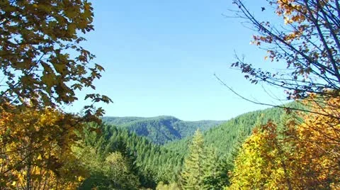 Autumn Forest Tilt Down Video stock 10911724