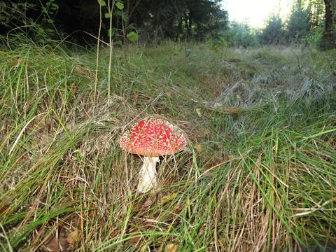 Autumn forest with toadstool Stock Photos
