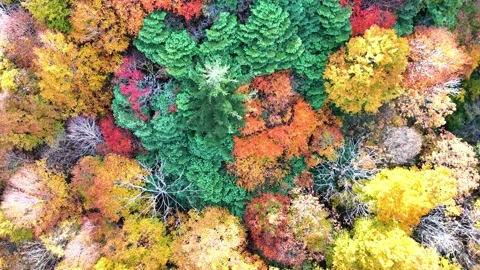 Autumn Forest Top Down | Colorful Trees | Nature - 4K Aerial Video Stock Footage 329052951