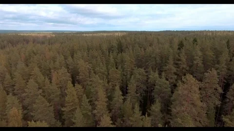 Autumn forest on the top Stock Footage 68029202