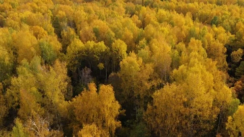 Autumn forest, top view. Crowns of trees with yellow foliage. Deciduous forest Stock Footage 342837062