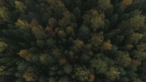 Autumn forest, top view Video stock 86174685