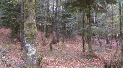 Autumn forest tracking shot Stock Footage 541238