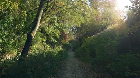 Autumn Forest with trail and Falling Multicolored Leaves from the Trees Zoom In Stock Footage 163589770