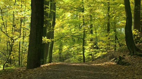 Autumn forest trail Stock Footage 32591898