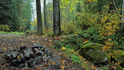 Autumn Forest Trail in Mount Rainier National Park Stock Footage 332142800