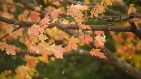 Autumn Forest Transforms into First Snowfall Video stock 330281235