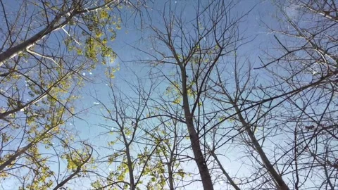 Autumn Forest Transforms into Snowfall Aerial Stock-Footage 330281119
