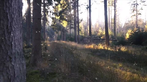Autumn Forest Transforms into Snowfall Aerial Stock Footage 330281368