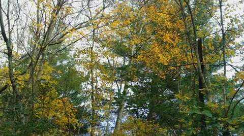 Autumn Forest Transition Stock Footage 43812311