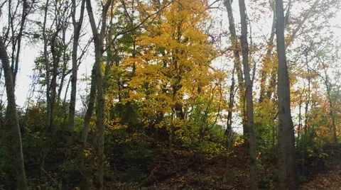 Autumn Forest Transition Stock Footage 43892580