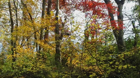 Autumn Forest Transition Stock Footage 43897882