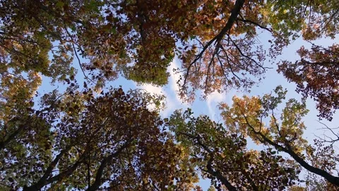 Autumn Forest Tree Crowns 4K Stock Footage 142310083