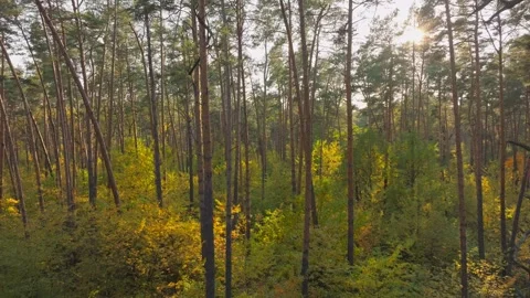 Autumn forest tree nature yellow magic branch leaves view drone Stock Footage 293774009