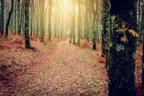 Autumn forest tree Stock Photos