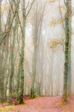 Autumn forest tree Stock Photos