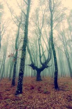 Autumn forest tree Stock Photos