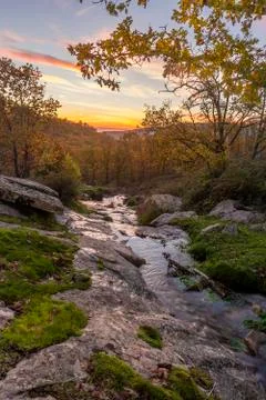Autumn forest tree Stock Photos