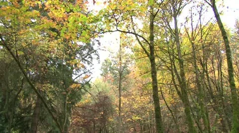 Autumn Forest Trees 2 Video stock 12538681