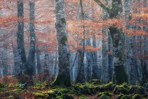 Autumn forest with trees and moss on foggy day Stock Photos